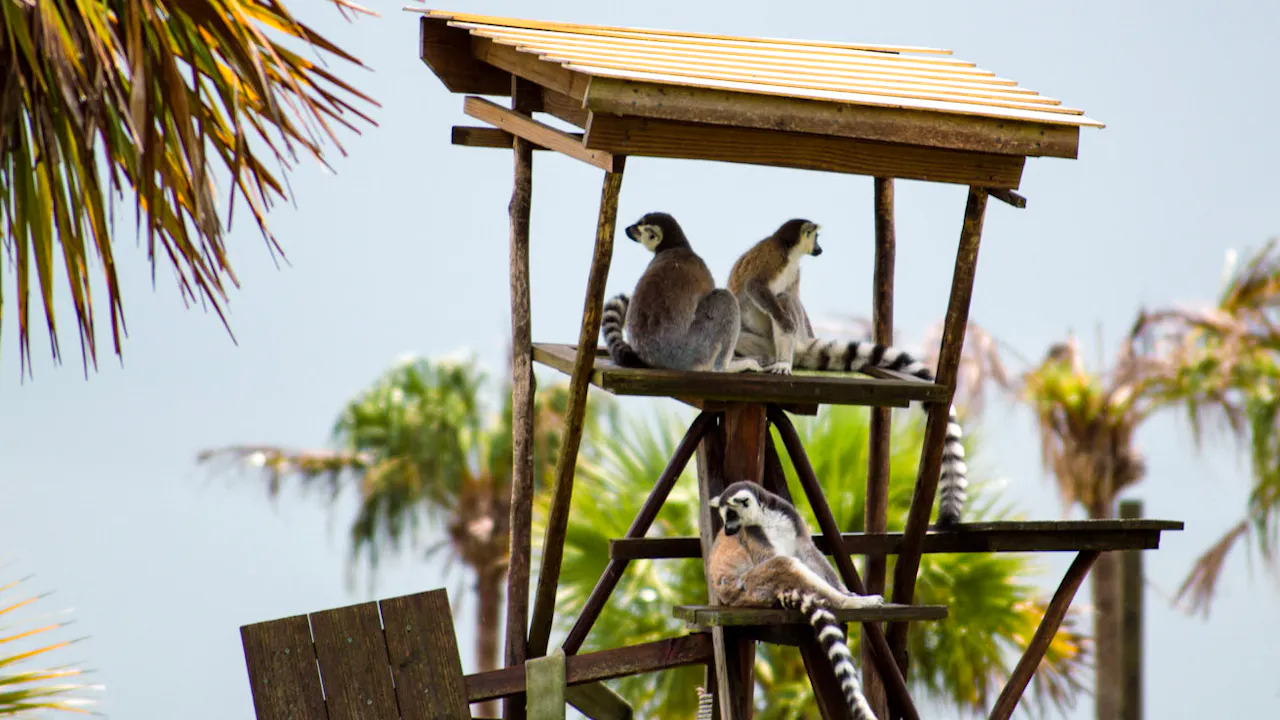 Wild Florida - Safari Park & 30 Minute Everglades Tour Price