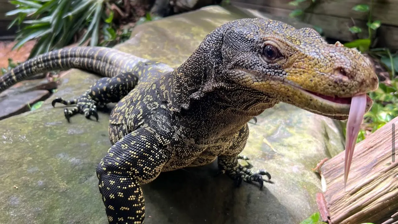 Wild Florida - Gator Park Admission Ticket