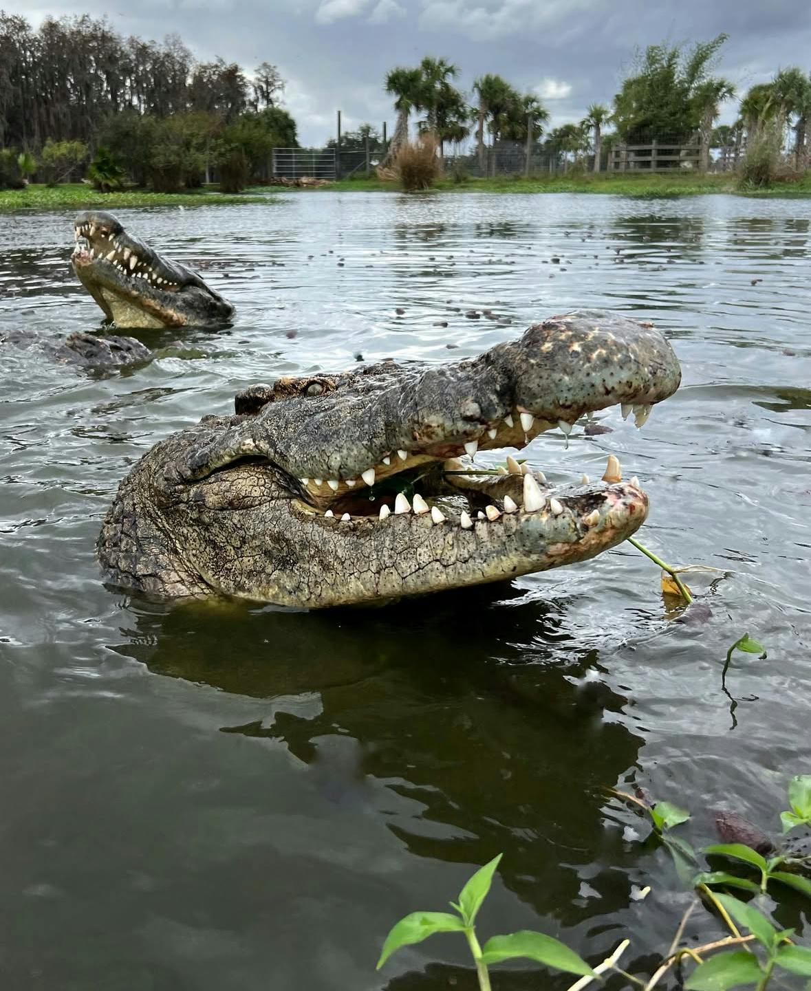 Wild Florida - Gator Park Admission Price