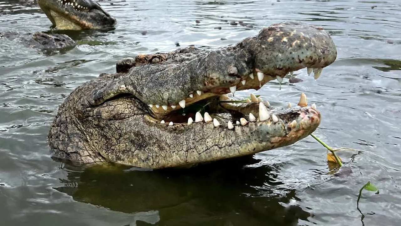 Wild Florida - Gator Park Admission Price