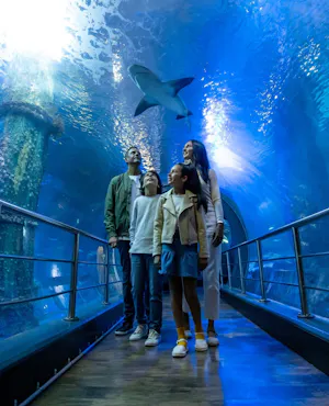 London Eye + SEA LIFE London Aquarium Combo Tickets