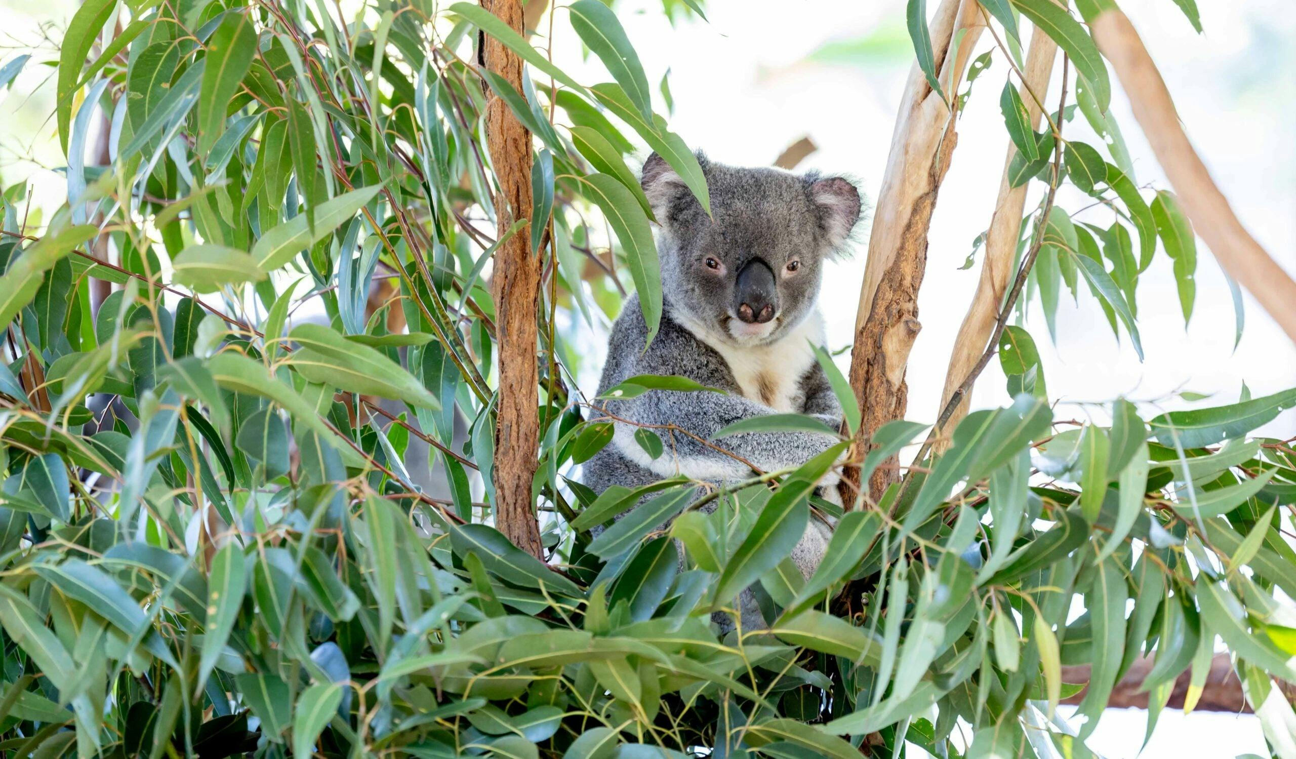 Lone Pine Sanctuary Tickets Price