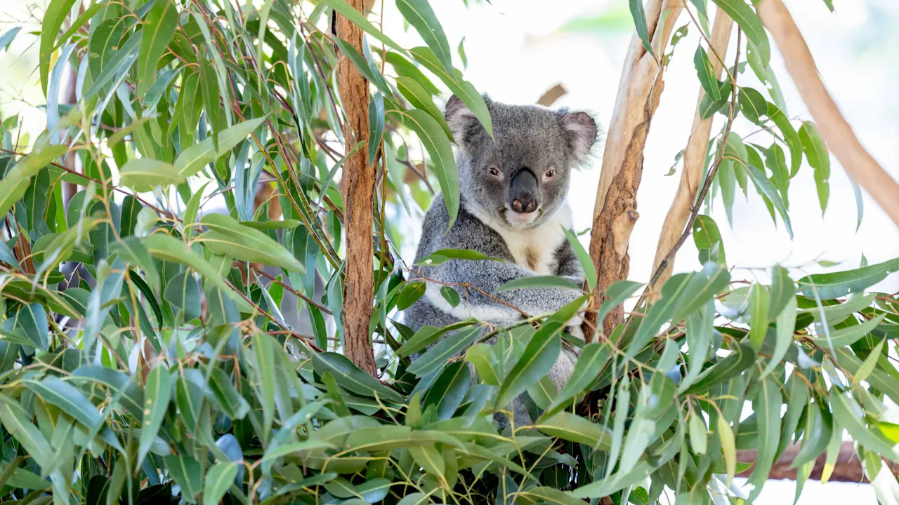 Lone Pine Sanctuary Tickets Price