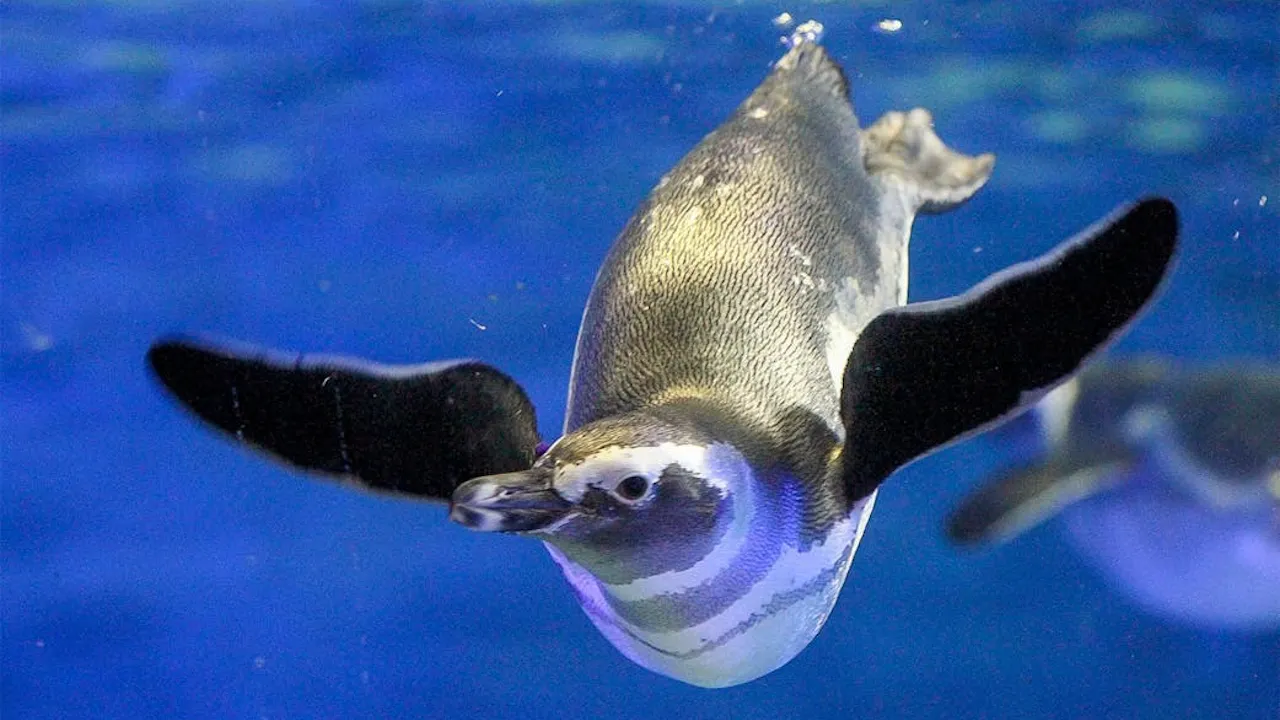 Sumida Aquarium Ticket Discount