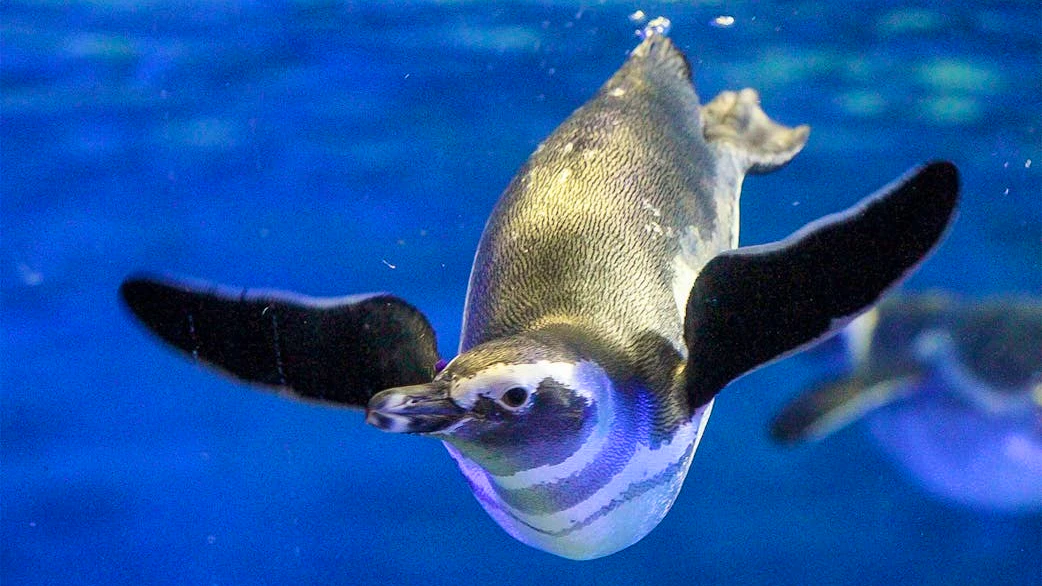 Sumida Aquarium Ticket Discount