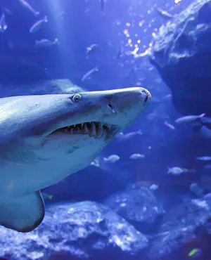 Sumida Aquarium Ticket