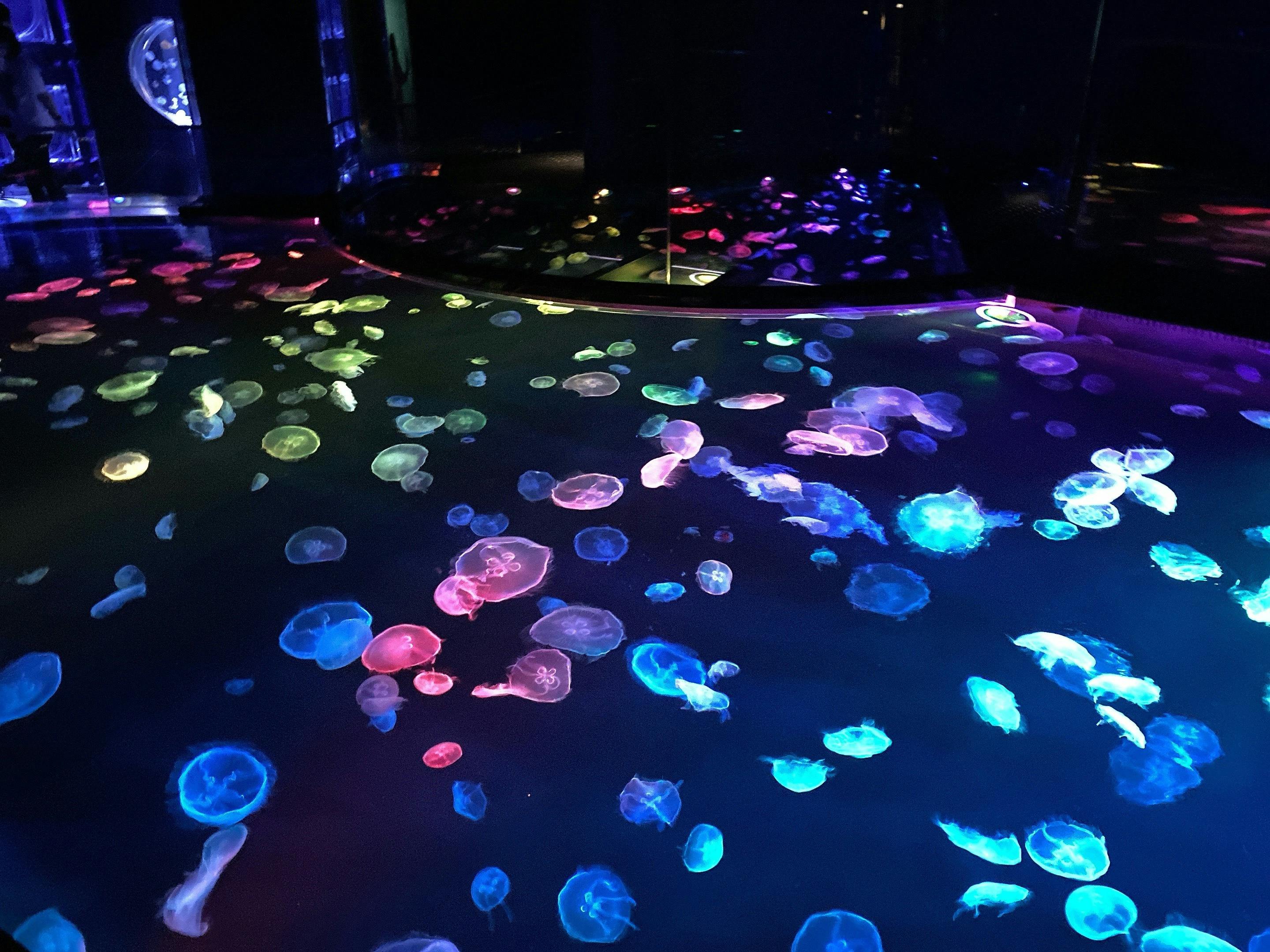 Sumida Aquarium Ticket Ticket