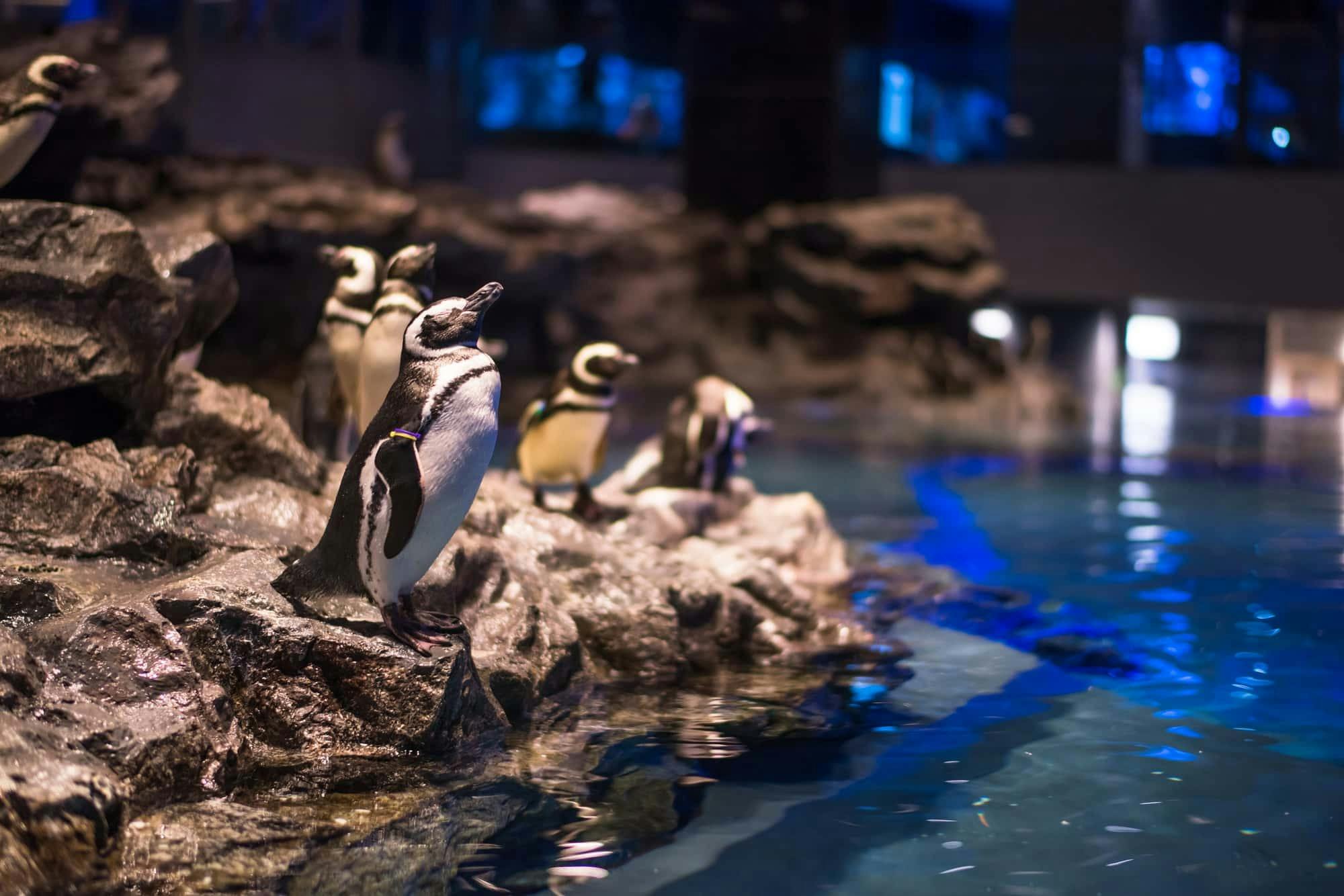 Sumida Aquarium Ticket Discount