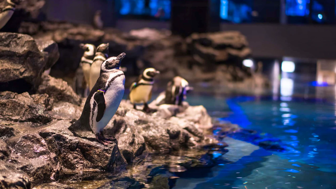 Sumida Aquarium Ticket Discount