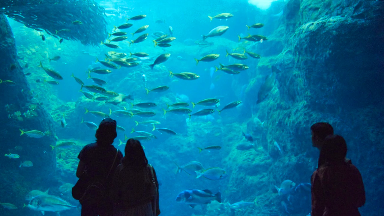 Enoshima Aquarium Location