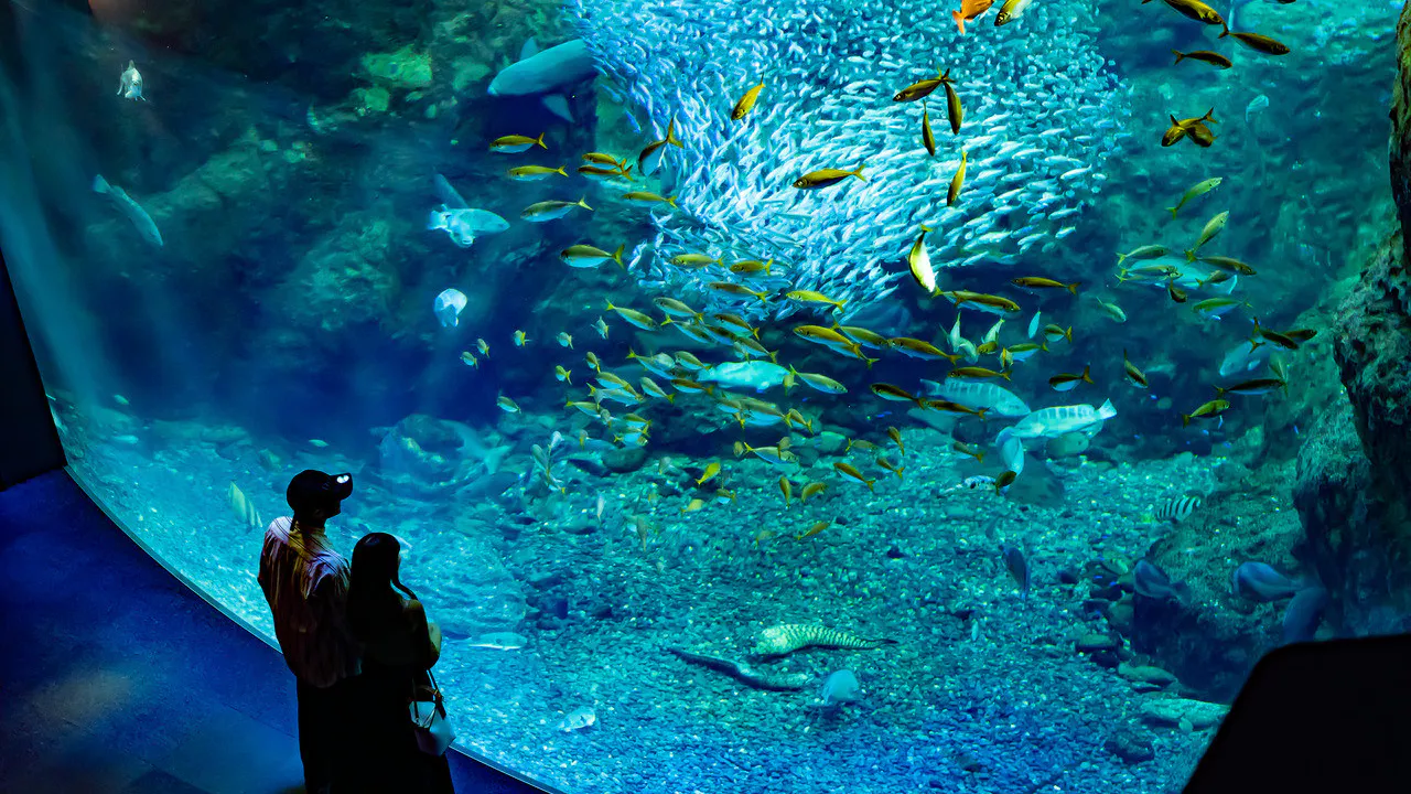 Enoshima Aquarium Thrillark