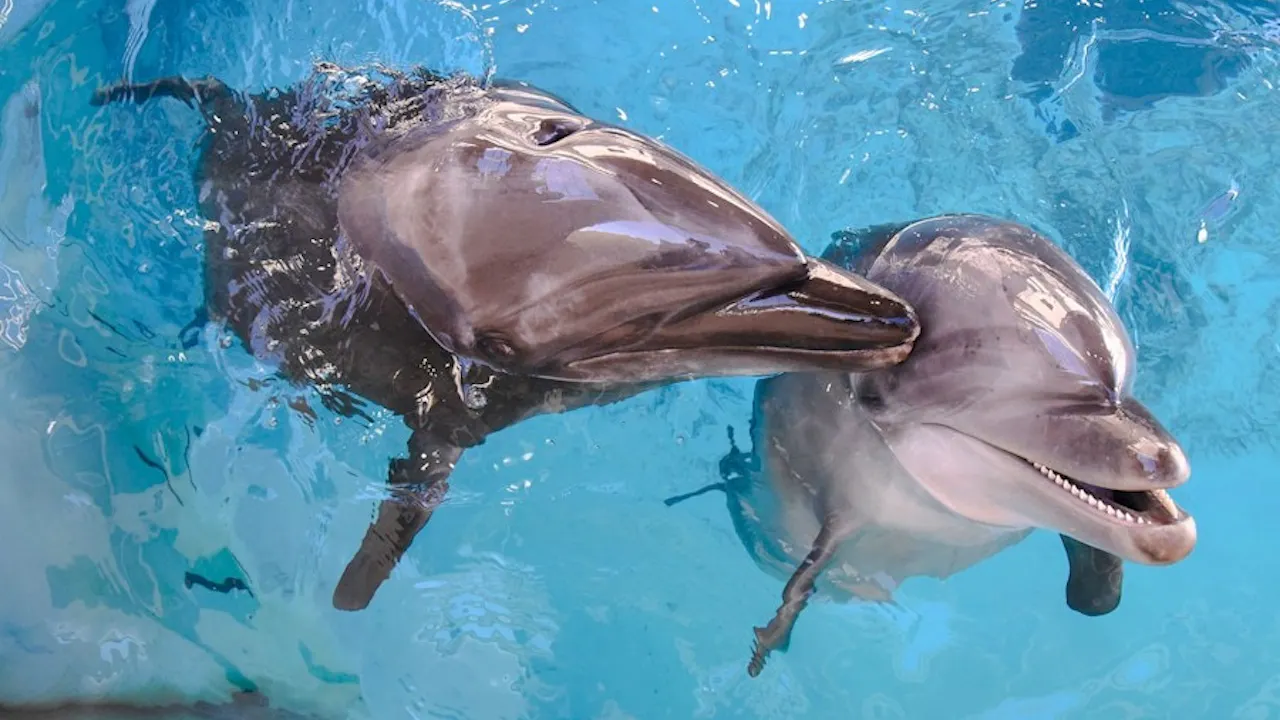 Enoshima Aquarium Price