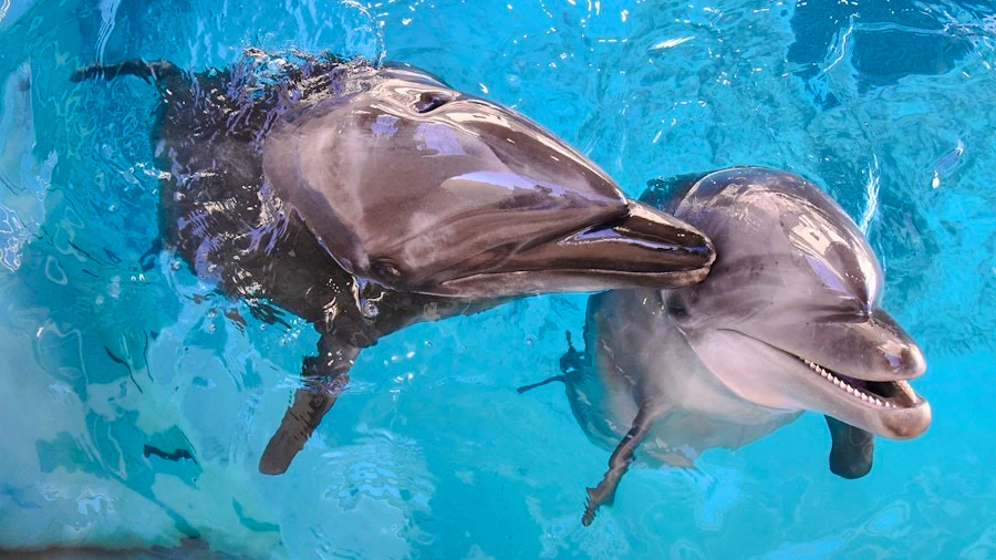 Enoshima Aquarium Price