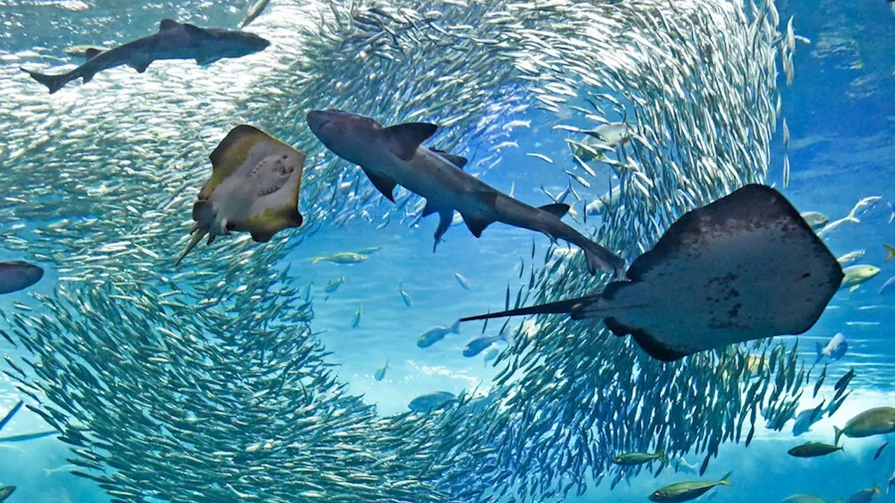 Enoshima Aquarium Discount