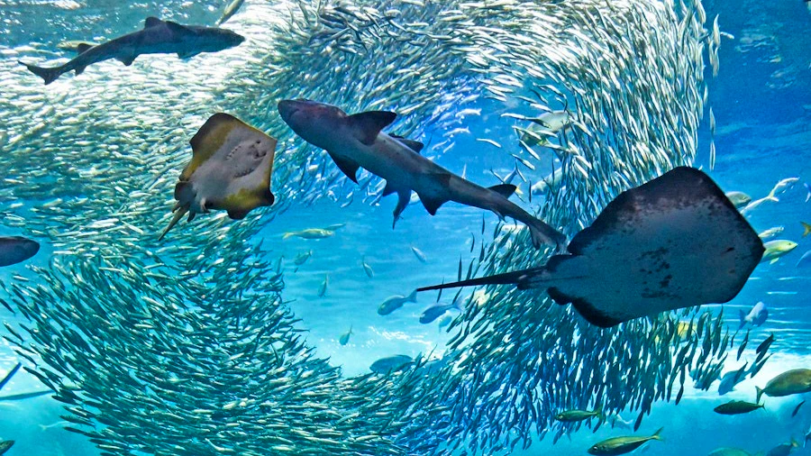 Enoshima Aquarium Discount