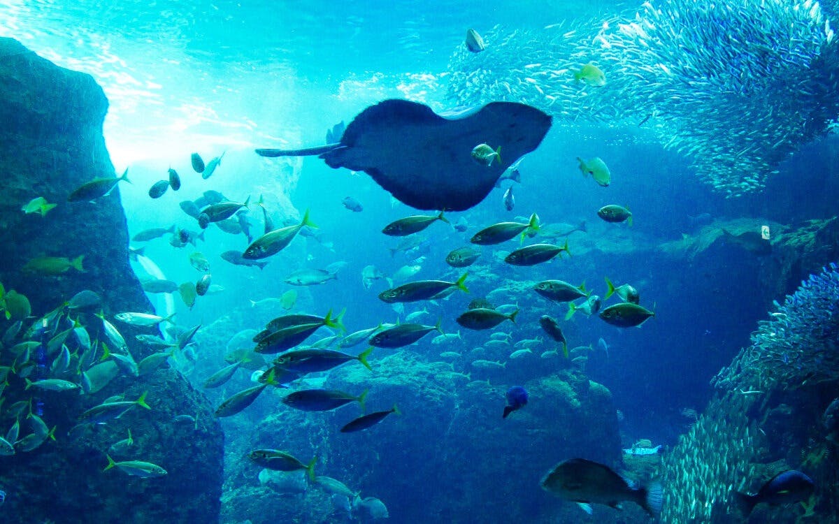 Enoshima Aquarium Ticket