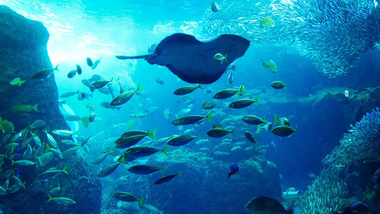 Enoshima Aquarium Ticket