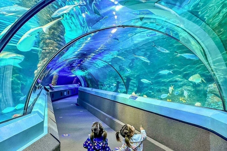 SEA LIFE Sunshine Coast Location