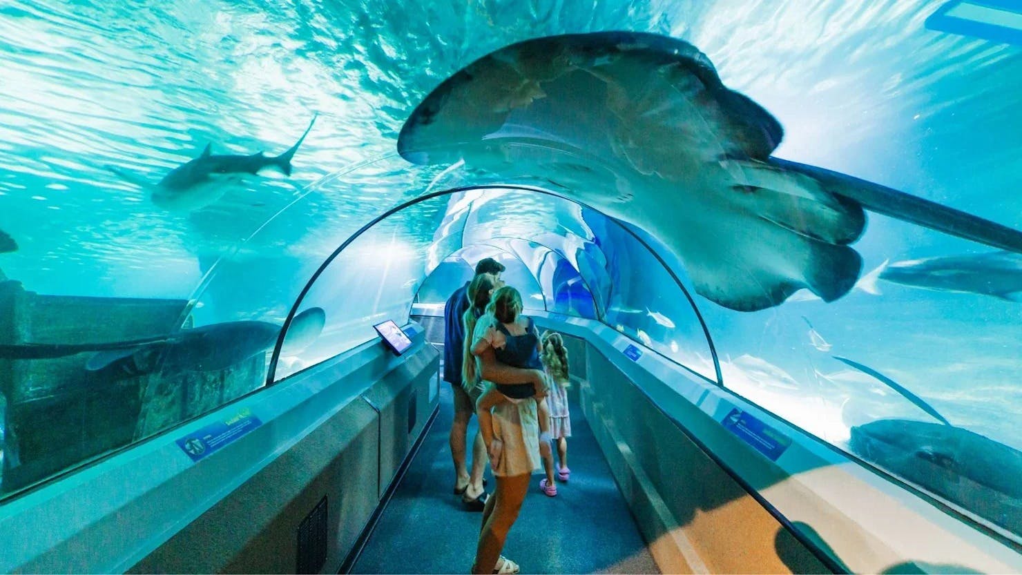 SEA LIFE Sunshine Coast Ticket