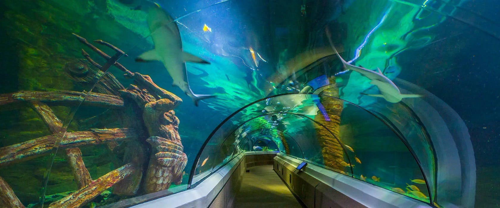 SEA LIFE Sunshine Coast Discount