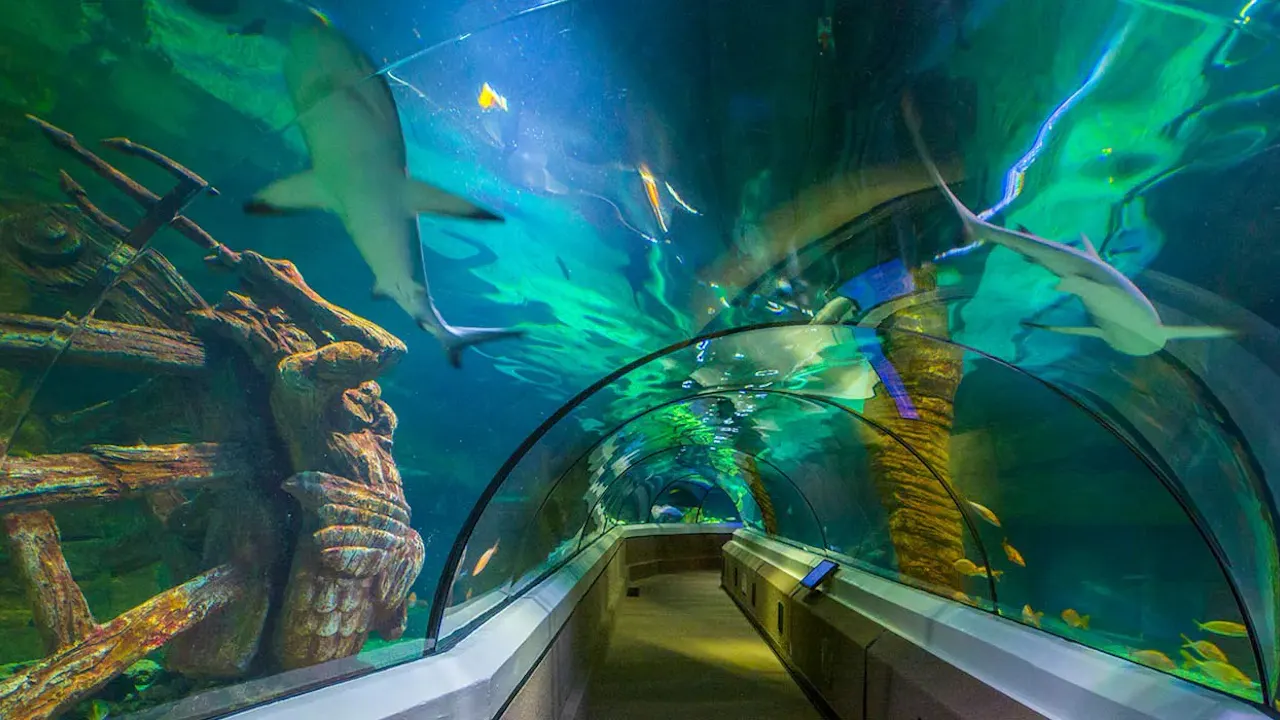 SEA LIFE Sunshine Coast Discount