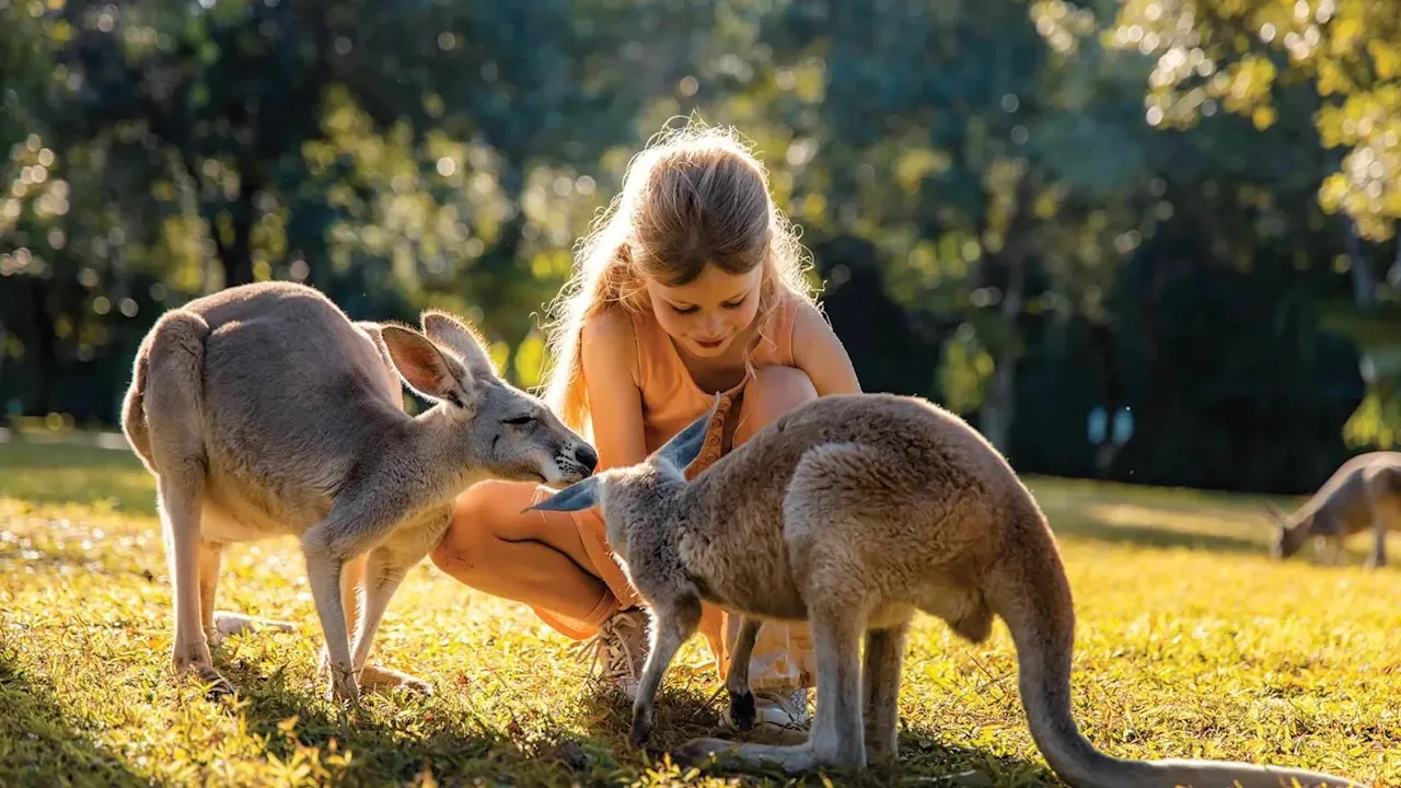 Australia Zoo Entry with Sunshine Coast Hotel Transfers Discount