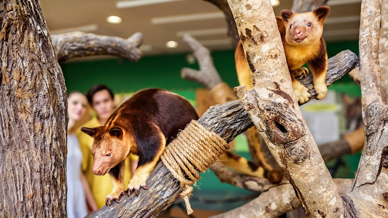 Universal Studios Singapore & Singapore Zoo Combo Ticket