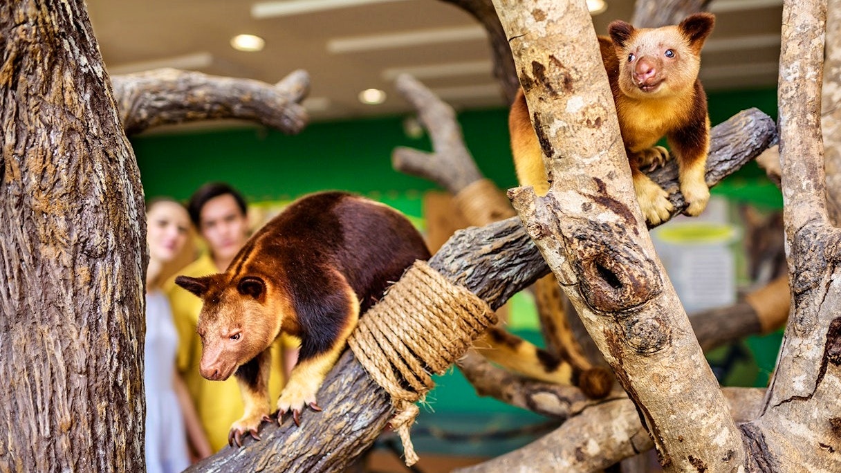 Universal Studios Singapore & Singapore Zoo Combo Ticket