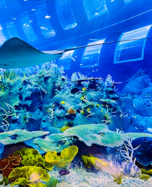 Singapore Oceanarium & Madame Tussauds Combo Ticket