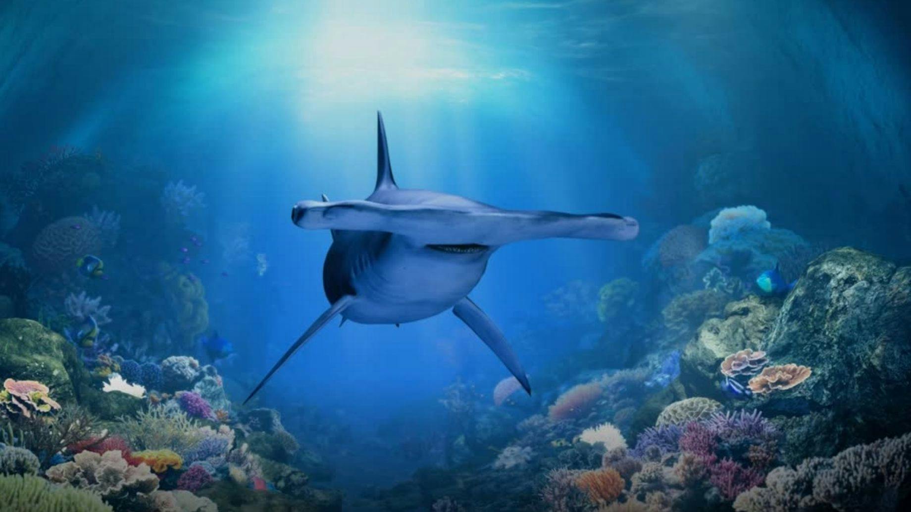 Universal Studios and Singapore Oceanarium Combo Ticket Thrillark