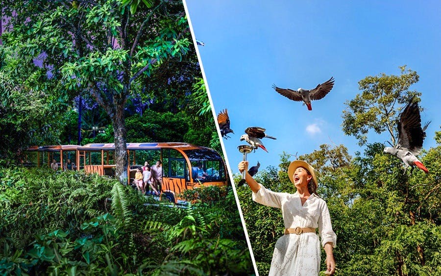 Combo: Night Safari Admission with Tram and Bird Paradise Review