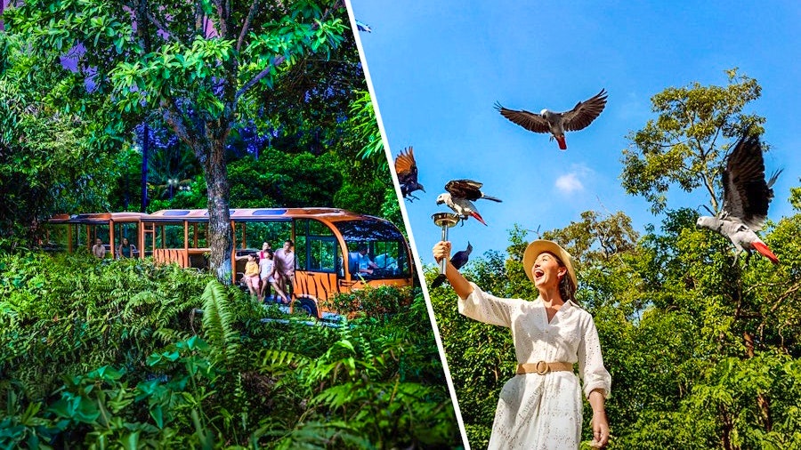Combo: Night Safari Admission with Tram and Bird Paradise Review