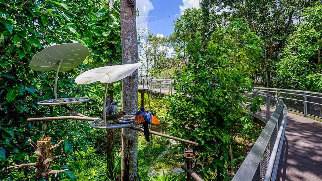 Combo: Night Safari Admission with Tram and Bird Paradise Location