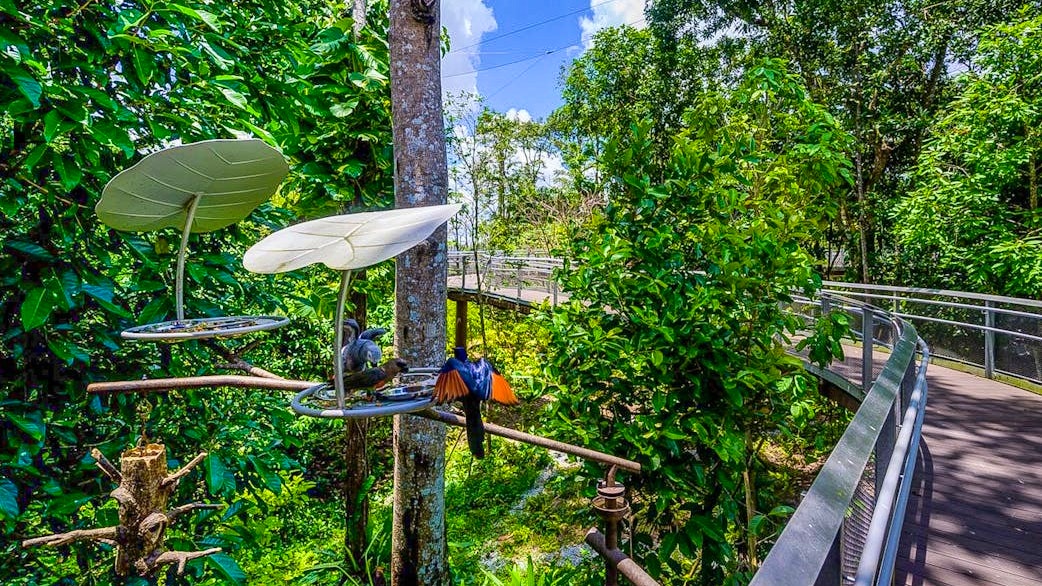 Combo: Night Safari Admission with Tram and Bird Paradise Location