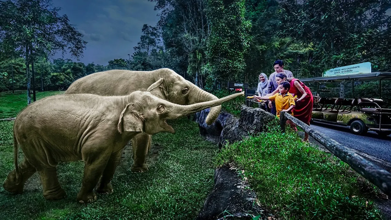 Combo: Night Safari Admission with Tram and Bird Paradise Ticket