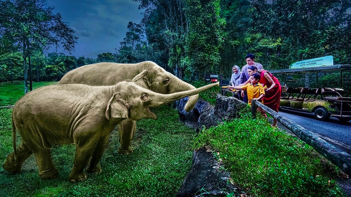 Combo: Night Safari Admission with Tram and Bird Paradise Ticket