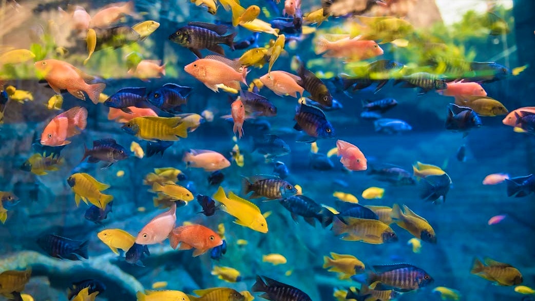 Combo: Carnival Magic Phuket and Aquaria Phuket Ticket