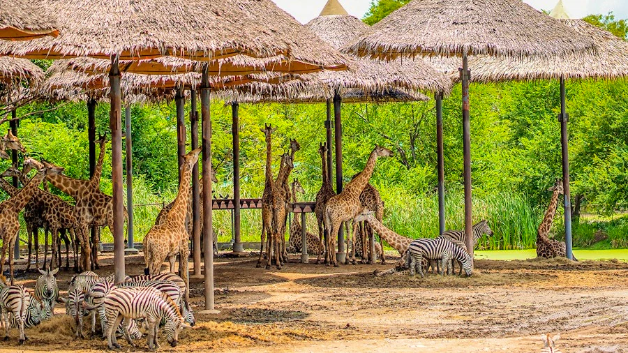 Combo: Dream world Bangkok and Safari Park Review