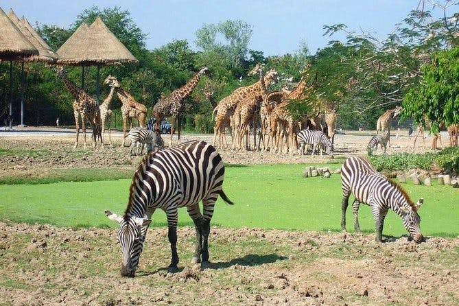 Combo: Dream world Bangkok and Safari Park 