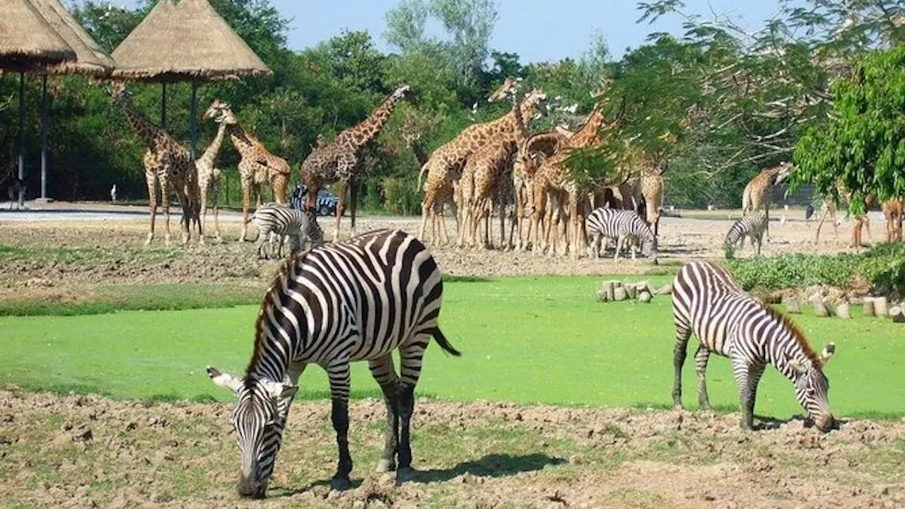 Combo: Dream world Bangkok and Safari Park
