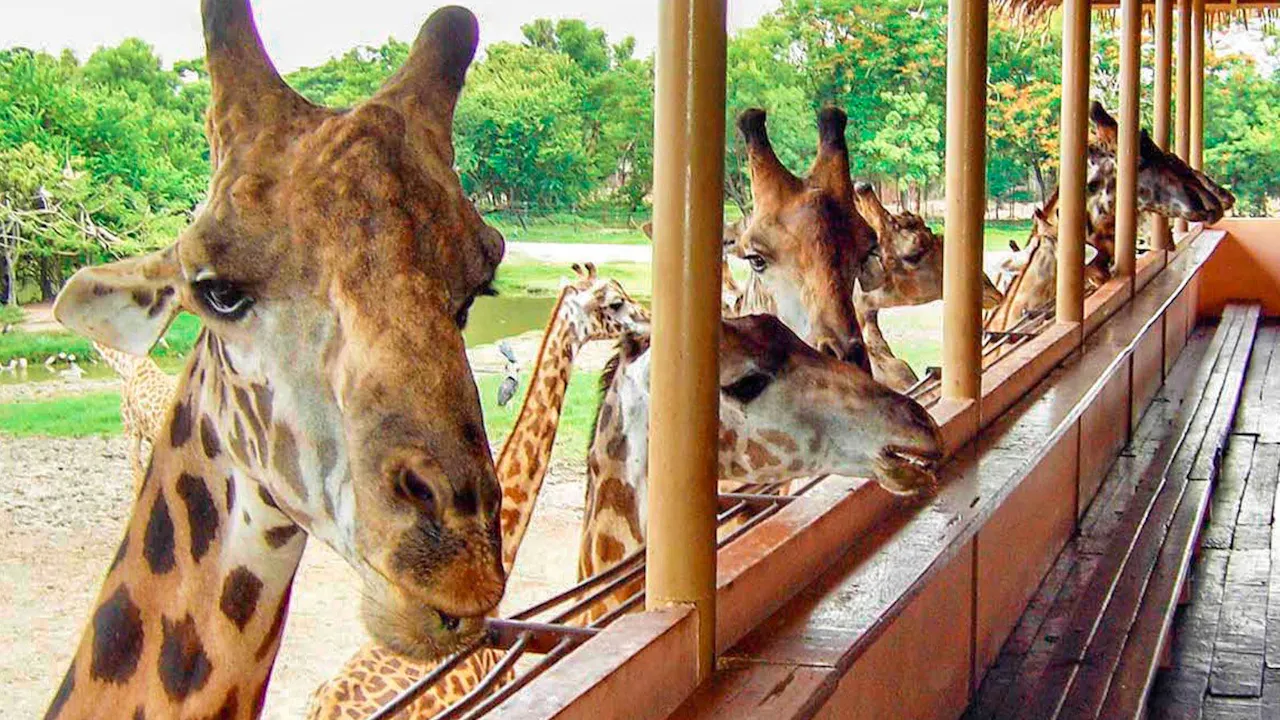 Combo: Dream world Bangkok and Safari Park Location