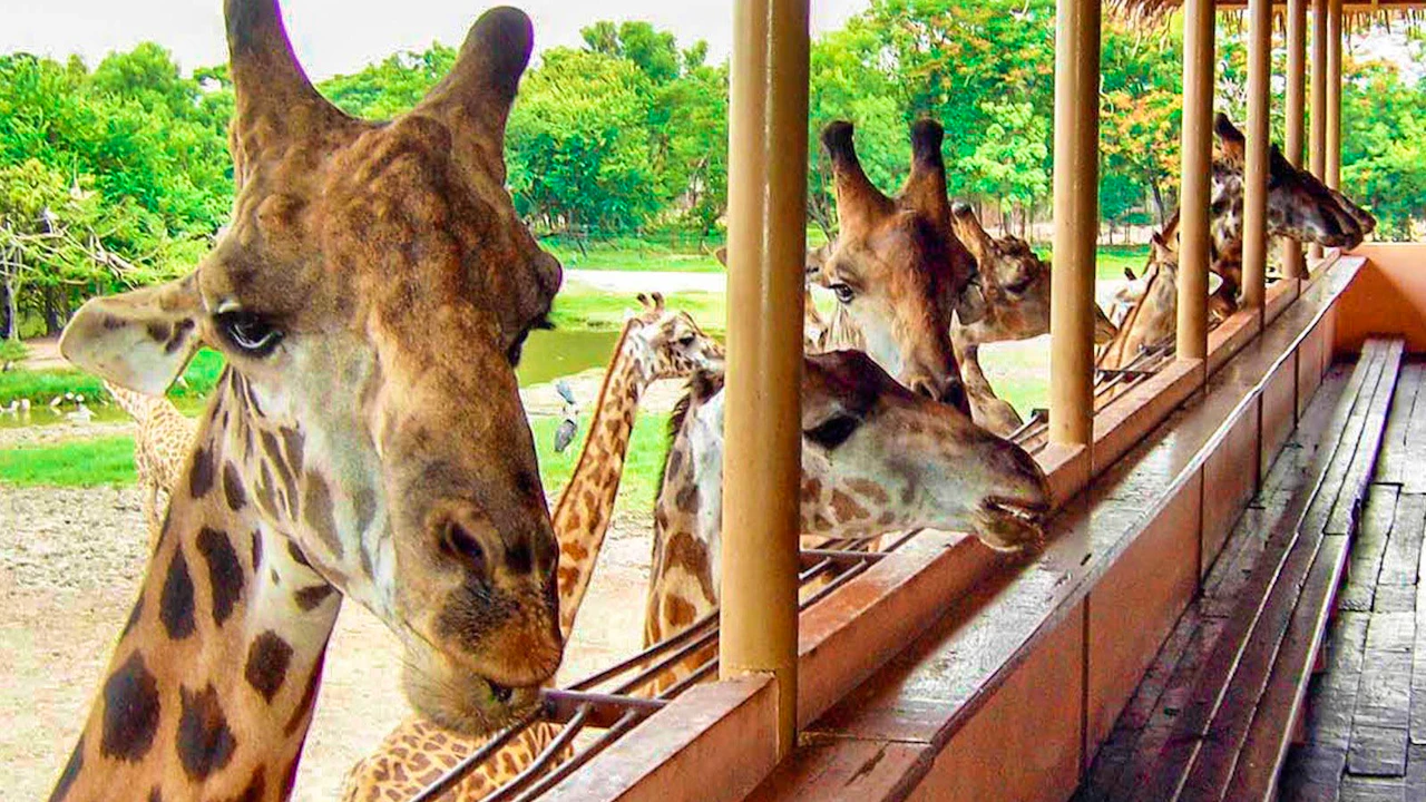 Combo: Dream world Bangkok and Safari Park Location