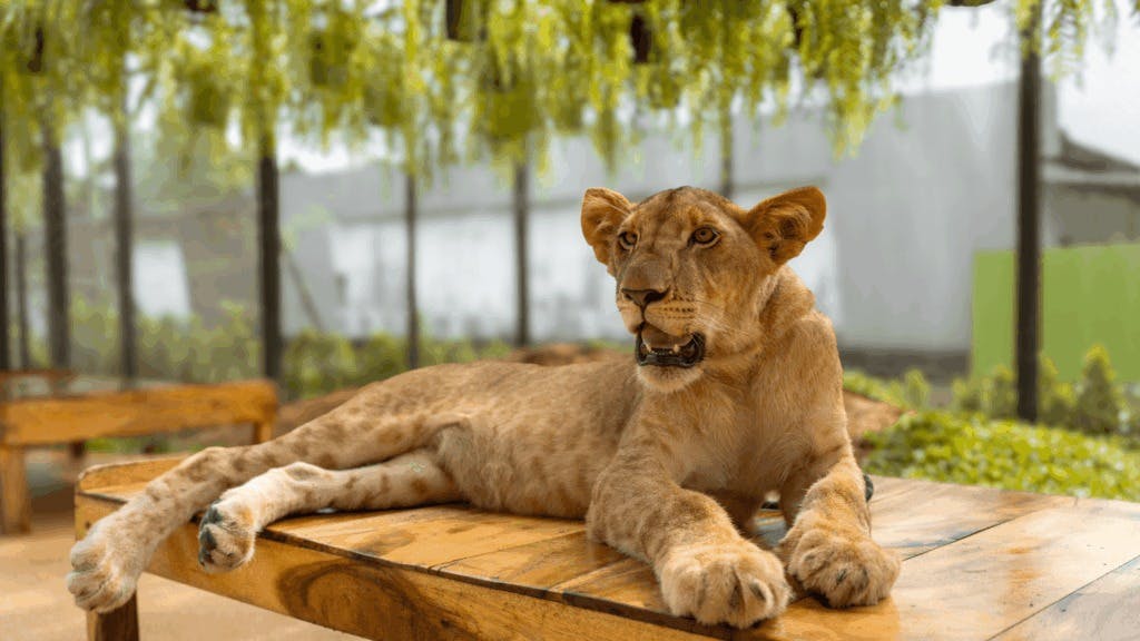 Dolphins Bay Phuket & Lion Land Phuket Combo Ticket | 10% Off Thrillark