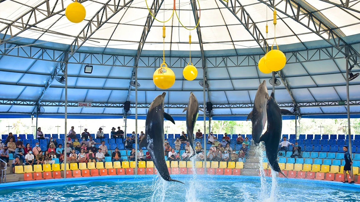 Dolphins Bay Phuket & Lion Land Phuket Combo Ticket | 10% Off Ticket