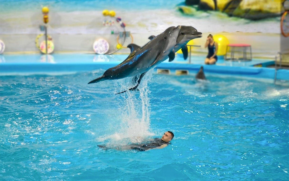 Dolphins Bay Phuket & Lion Land Phuket Combo Ticket | 10% Off Price