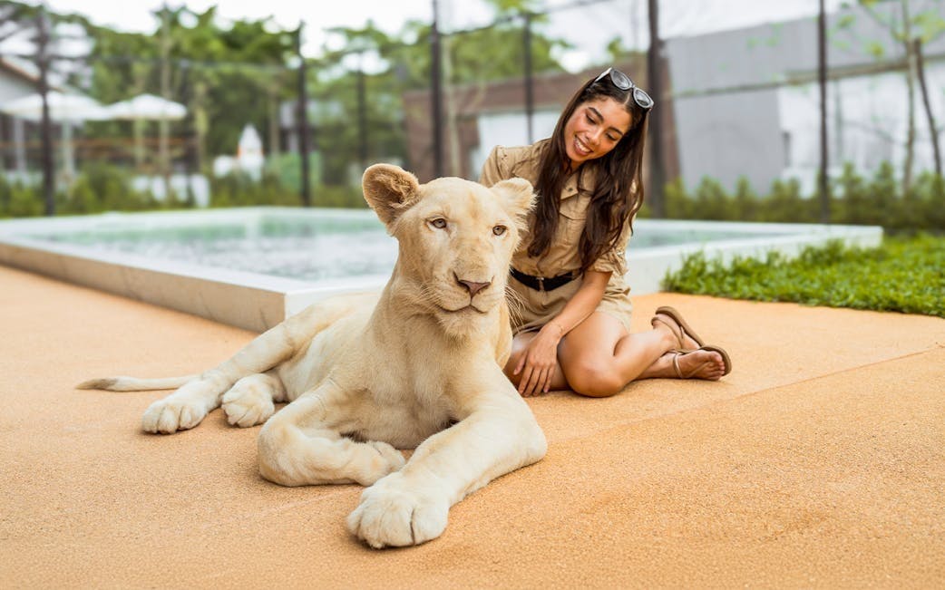 Dolphins Bay Phuket & Lion Land Phuket Combo Ticket | 10% Off Category