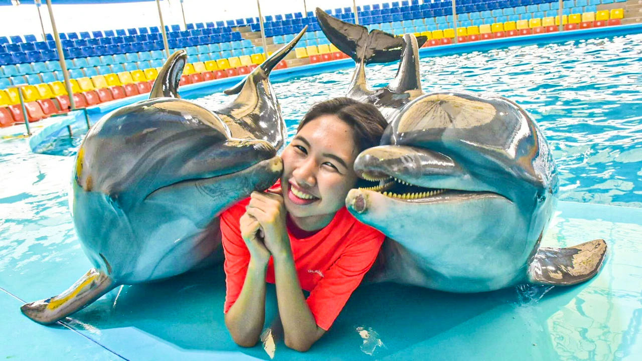 Dolphins Bay Phuket & Lion Land Phuket Combo Ticket | 10% Off Discount