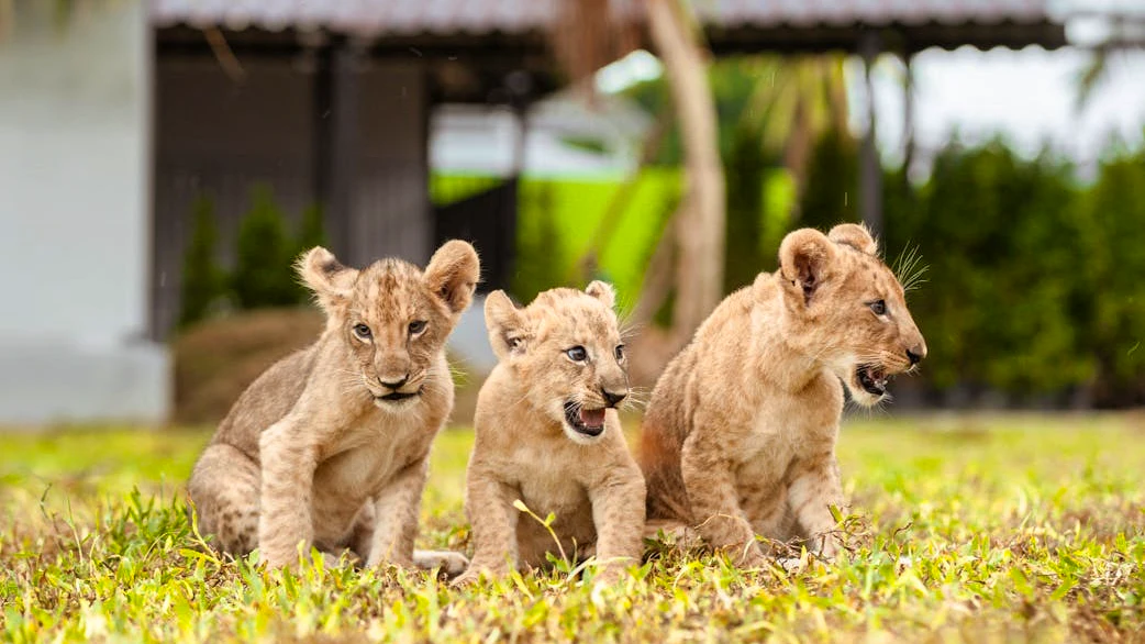 Dolphins Bay Phuket & Lion Land Phuket Combo Ticket | 10% Off Location