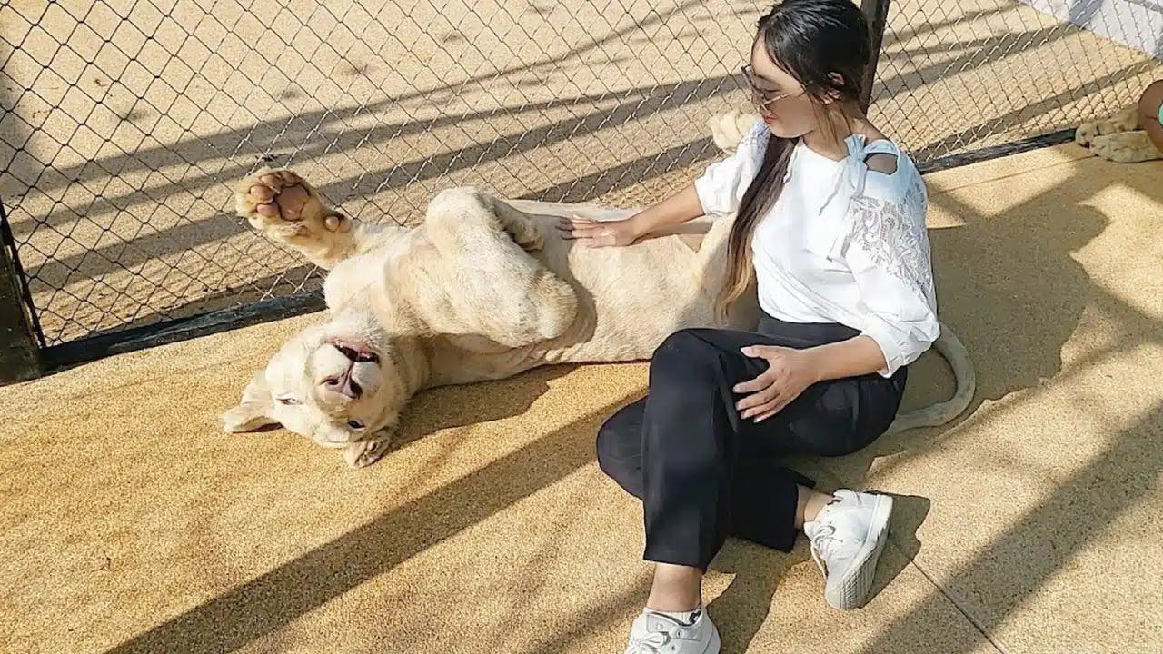 Dolphins Bay Phuket & Lion Land Phuket Combo Ticket | 10% Off Review