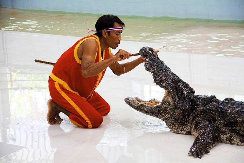 Combo: Dolphins Bay Phuket and Phuket Crocodile Farm and Show Thrillark
